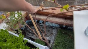 Виноград на балконе. 26 апреля 2026г.