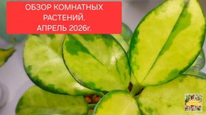 ОБЗОР КОМНАТНЫХ РАСТЕНИЙ.💖🌸 АПРЕЛЬ 2026г.💖🌼