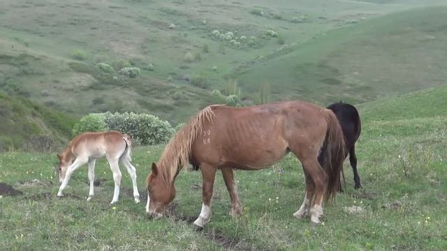 Лошади на природе.