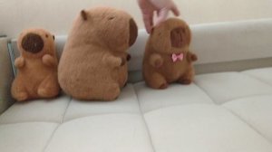 Знакомство с семьей капибар.mp4