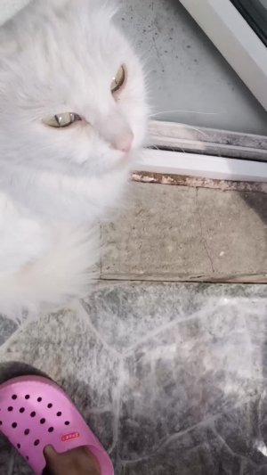 Кошка показывает улицу