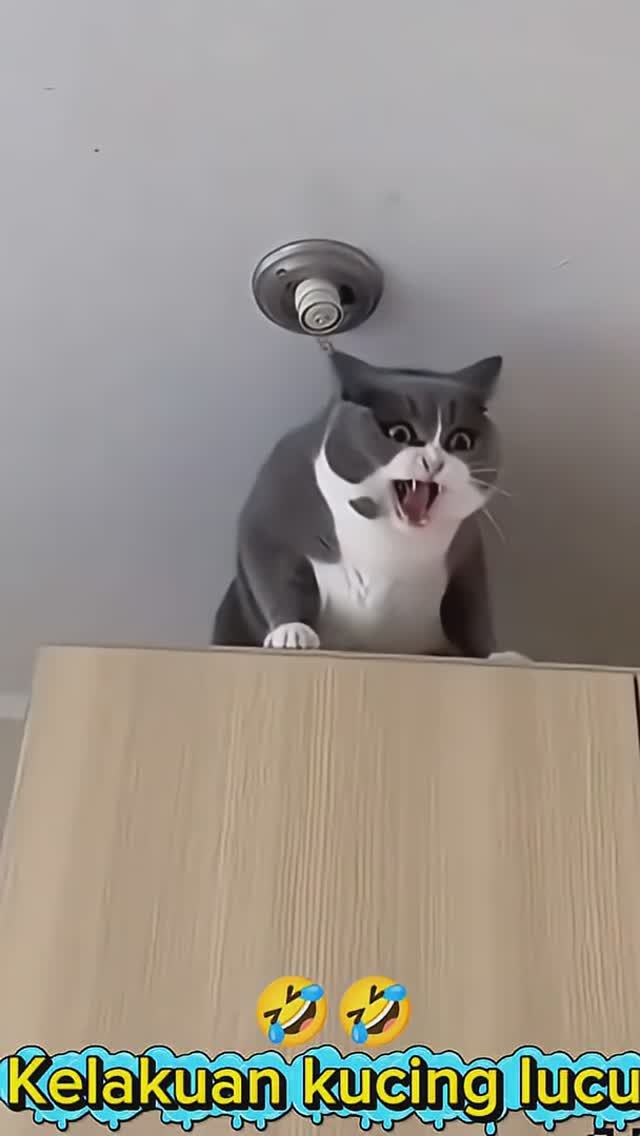 Приколюхи с🤣 котами