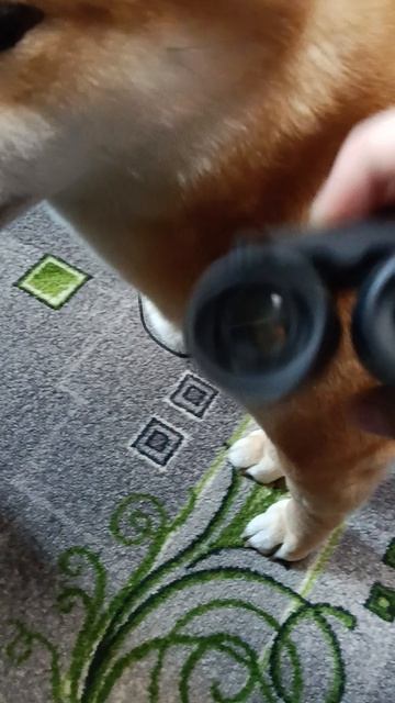 Айка путешественница