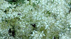 Таволга или Лабазник обыкновенный