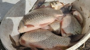 ОХОТНИК ЗА ПОКЛЁВКОЙ КАРАСЯ НА КАМЕРУ. ( ПРОДОЛЖЕНИЕ СЛЕДУЕТ )