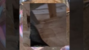 1000057105.mp4 (Собака наблюдает за устройством лестницы на 2-ой этаж в доме А-фрейм)