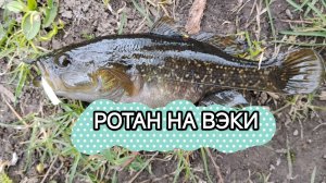 ЛОВЛЯ РОТАНА НА «ВЭКИ»🔥 |CF SUBZERO 0.1-0.8| #СПИННИНГ