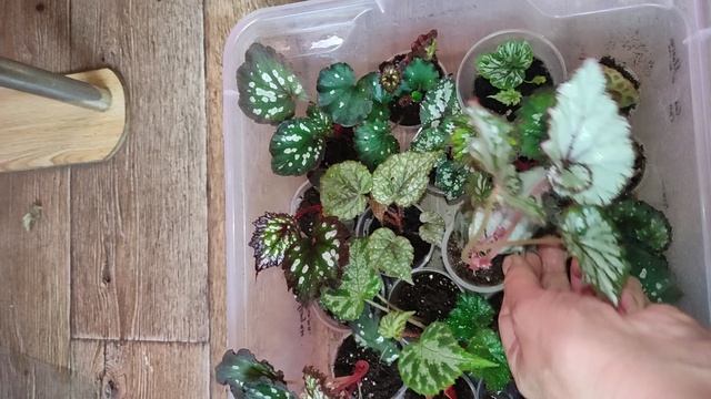 Детки бегонии