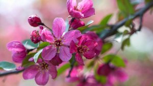 ДЕВЫ🌸 Ваш МАЙ 2026 года. ✨✨✨ Прогноз на картах Таро.