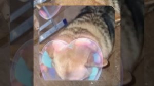 1000057099.mp4 (Собака наблюдает за устройством лестницы на 2-ой этаж в доме А-фрейм)