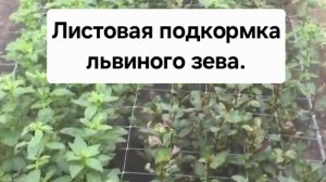 Листовая подкормка львиного зева