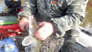 Пошли за щукой,а попали на судака...