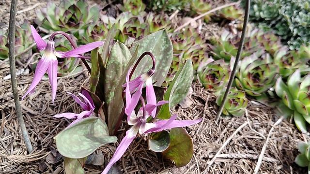 Кандык оказался европейским, тычинки тёмные, а не жёлтые