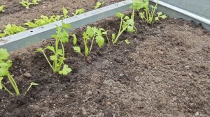 30-04-2026.Дача.Сажаю рассаду свеклы и сельдерея в теплице.(25.04.-26.04.)