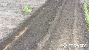 Огородные дела.Посеяла морковь