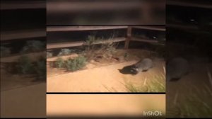 МЕМЫ  МАМА 😺 Кошка 👀