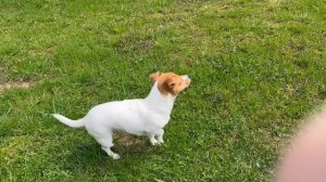 Прогулка Скай на даче