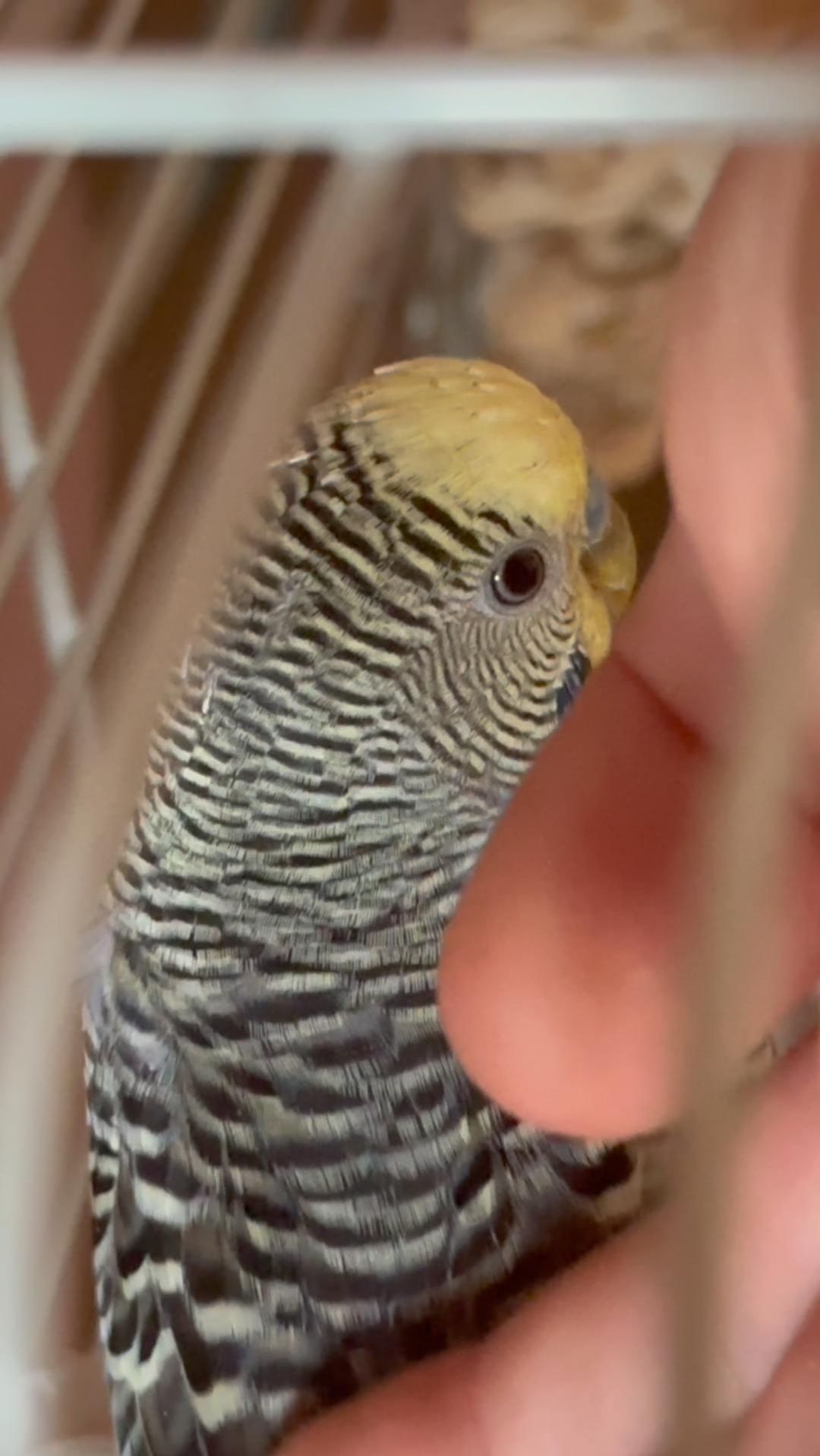 Арина гладит попугая Бусика