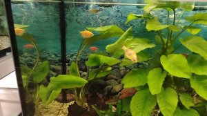 Аквариум с рыбками