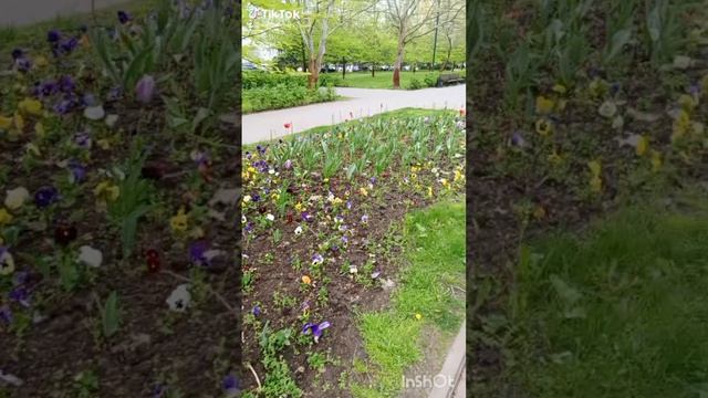 26 апреля. В Краснодаре цветёт сакура