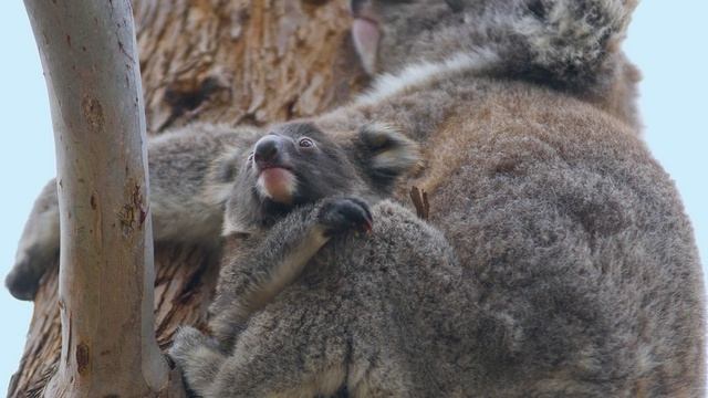 Коала. Обжоры по обходимости. Бедные дети