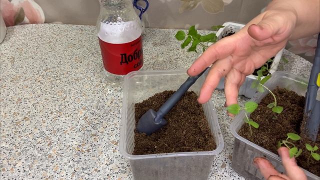 Львиный зев на срезку Legend Double F1