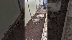 Славно поработали в саду 🏡Птичка на прогулке в выгуле🪿🦆Переселили Утю🦆Пересадили лимонник🌿