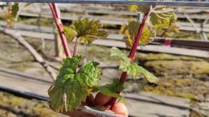 НОРМИРОВКА КУСТОВ ПОБЕГАМИ!!!🍇🍇🍇 Telegram, WhatsApp, Vlber и MAX +79528500417. ТЕЛ. +79054033245.