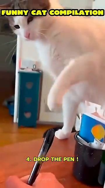 Смешные моменты с котами