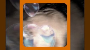 1000057096.mp4 (Собака наблюдает за устройством лестницы на 2-ой этаж в доме А-фрейм)