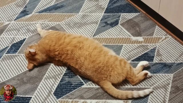 Кино про котейку от 1 декабря 2025  + новое