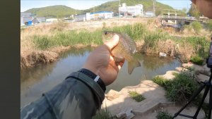 Мормышинг в Корее,  солнечник, верхогляд, басс