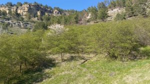 Мускари или скрипочки у Кольцо горы.26 апреля,Кисловодск🌞