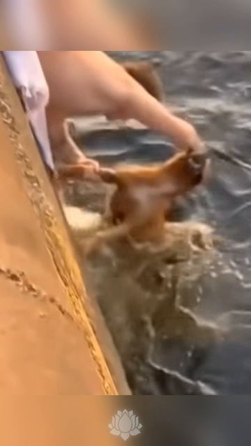 Парень красава! Спас верного и доброго друга из беды.