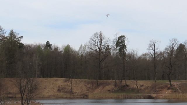 Чайка на Чёрном озере в Приоратском парке Гатчины