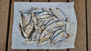 Ловля уклейки на Пироговском (Клязьминском) водохранилище. 26.04.26.