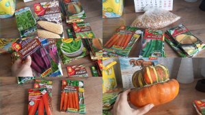 26-04-2026 Тыква долгожитель 😉Про посевы ОВОЩЕЙ.Арбузы, дыни, горох и многое другое...