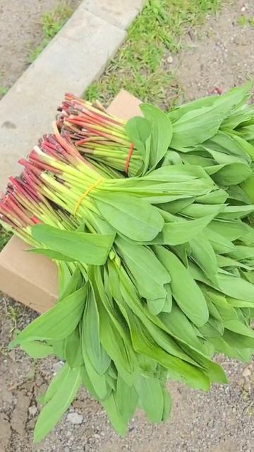 Черемша свежая!