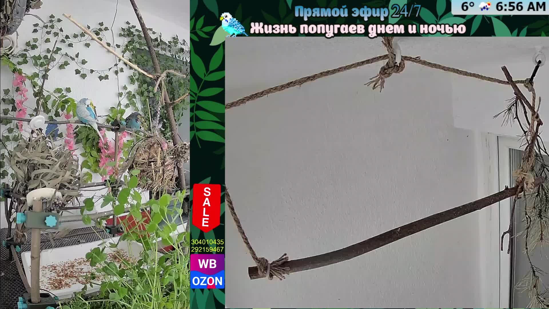 Волнистые попугаи 🦜🦜🦜 | авиарий на балконе📍