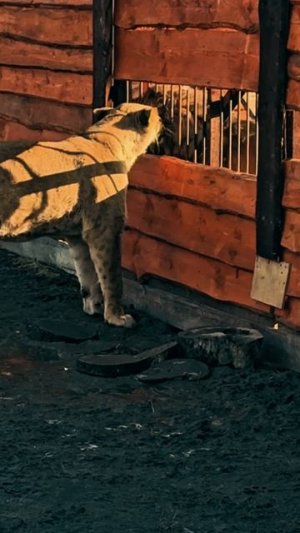 Киара