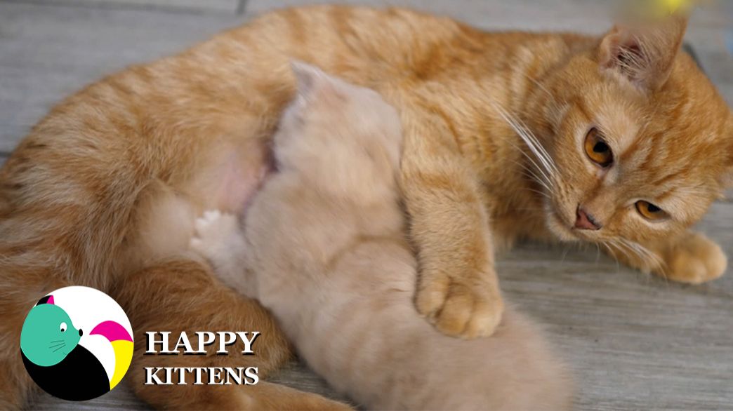 Котята играют, спят, едят и учатся миру вокруг. Их день полон забот и милых открытий.