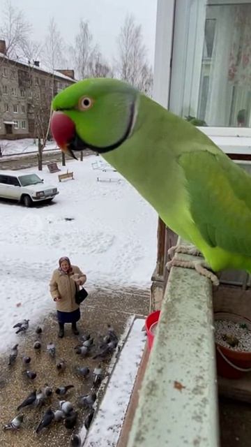 Попугай ругается #sora #ии #попугай #бабка #юмор #прикол #угар #birds #funny #смех #animals #parrot