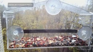 Птицы в окне