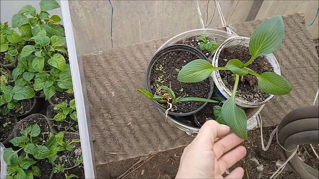 Первые +26 и везде рассада...