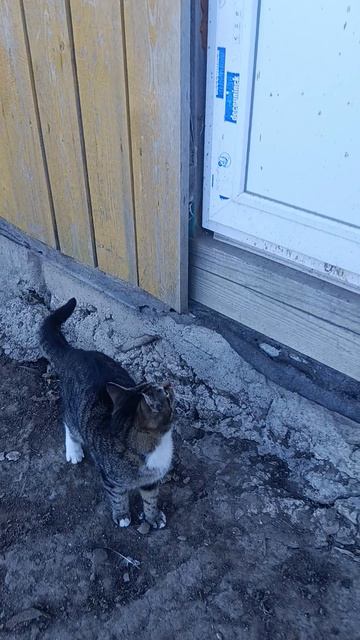 Вот такое у меня утро в деревне 🏠
