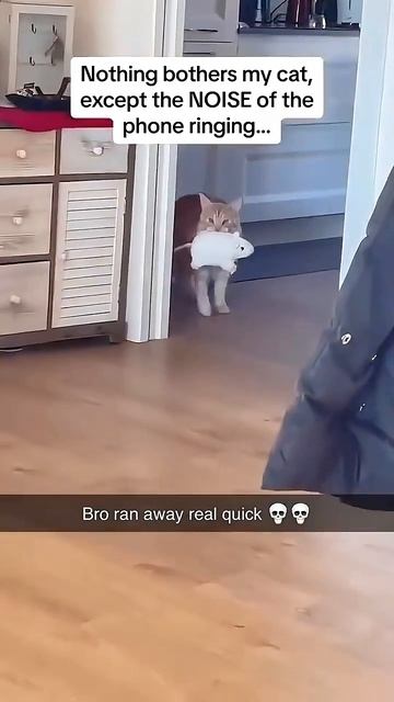 Приколюхи🐈с😂кошаками😂