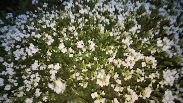 Сказочное облако арабиса!