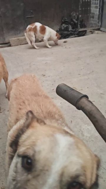 Благодарю всех за помощь в покупке еды для наших собачек