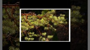 ОДИНОКАЯ СОСНА