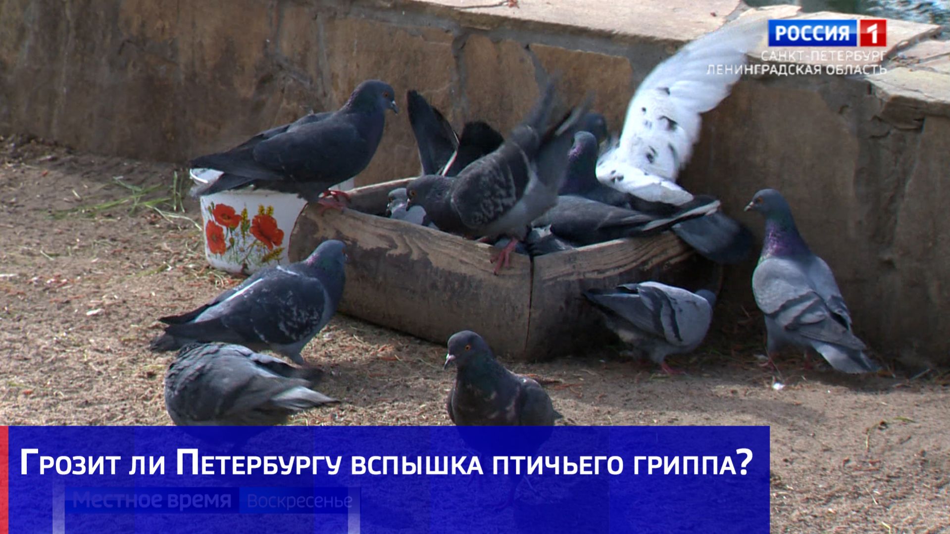 Грозит ли Петербургу вспышка птичьего гриппа?